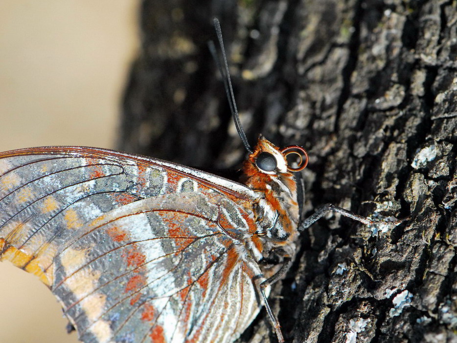 Farfalla in Sardegna....Charaxes jasius